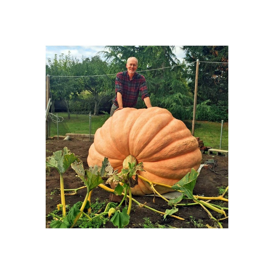 Dev Balkabağı Tohumu 