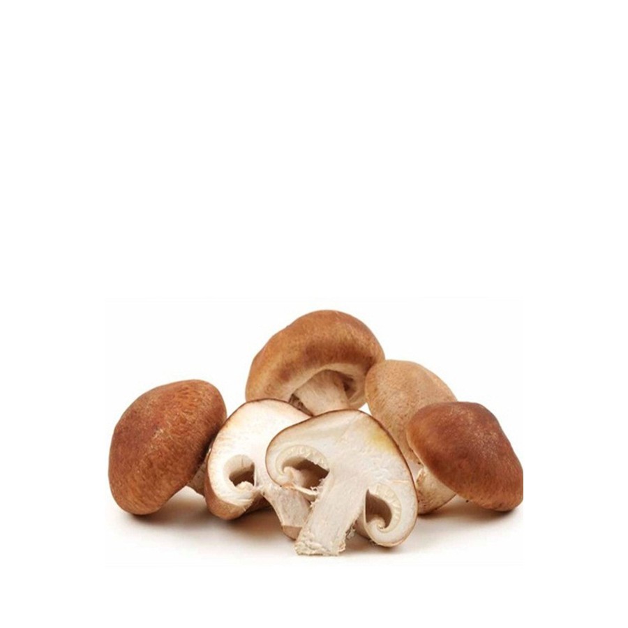 Shitake Mantarı Deneme Kiti