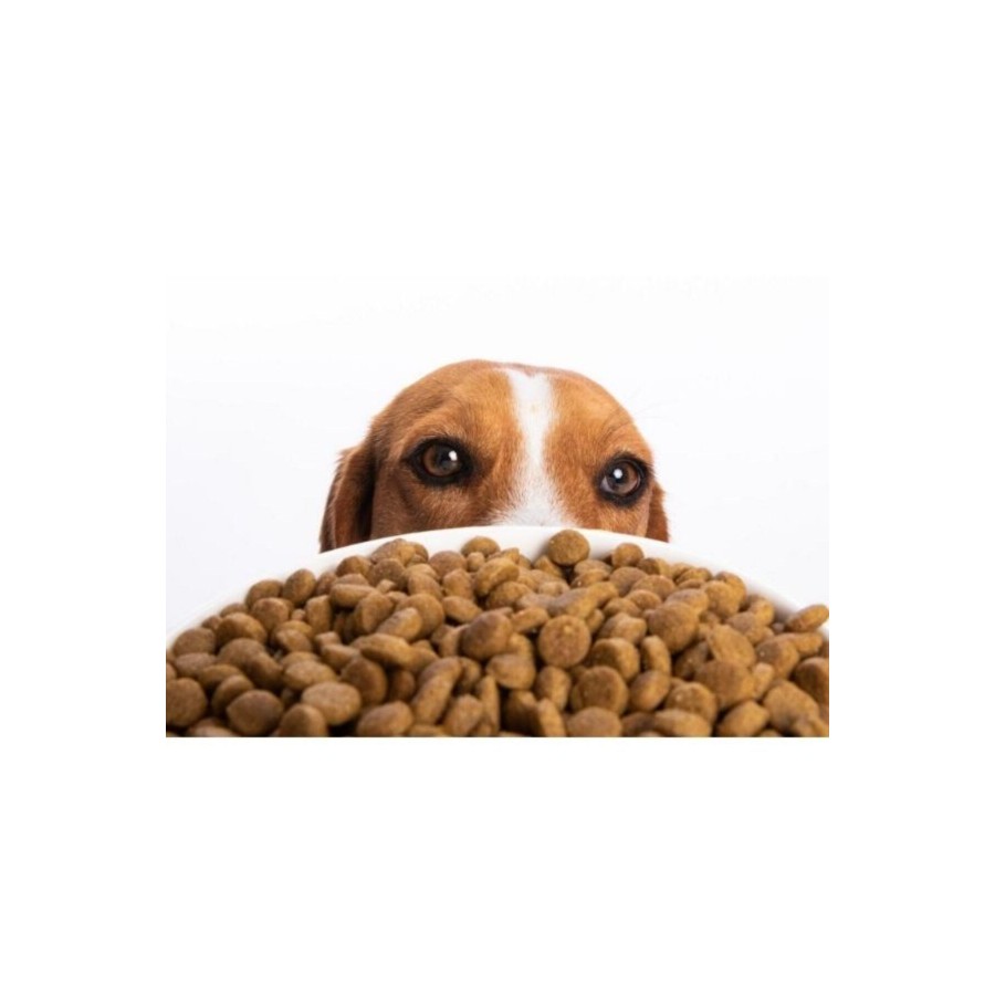 Taze Paketlenmiş sokak hayvanları için köpek maması 1 kg kuzu etli