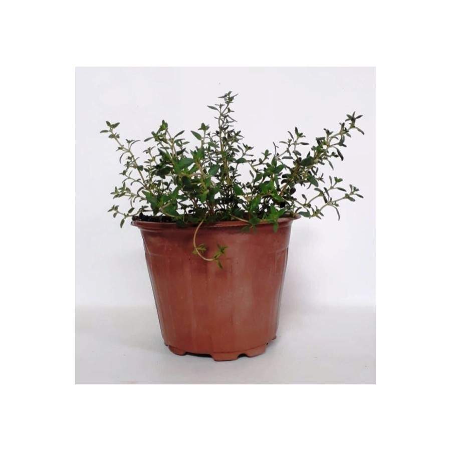 Saksıda Kekik Hobi Sepeti 1 Adet