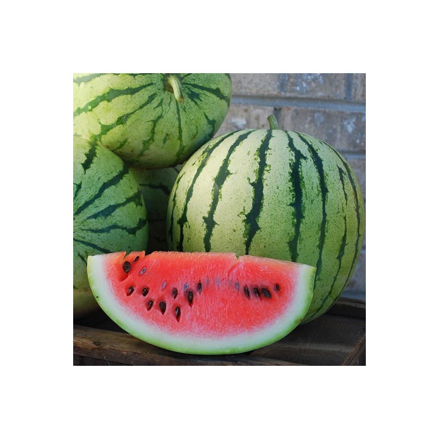 Erkenci karpuz tohumu geleneksel watermelon dixie queen