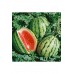 Erkenci karpuz tohumu geleneksel watermelon dixie queen