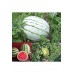 Erkenci karpuz tohumu geleneksel watermelon dixie queen