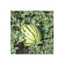 Erkenci karpuz tohumu geleneksel watermelon dixie queen