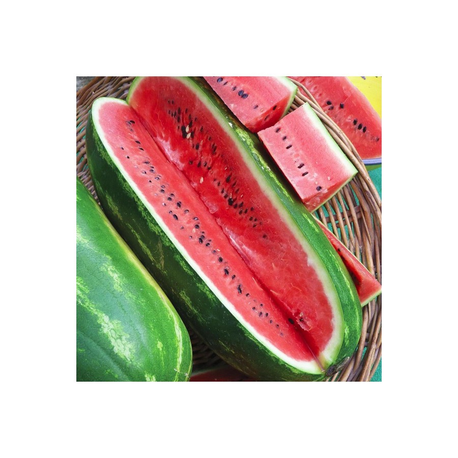 Jübile karpuz tohumu geleneksel jubilee watermelon seeds