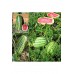 Jübile karpuz tohumu geleneksel jubilee watermelon seeds