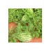 Jübile karpuz tohumu geleneksel jubilee watermelon seeds