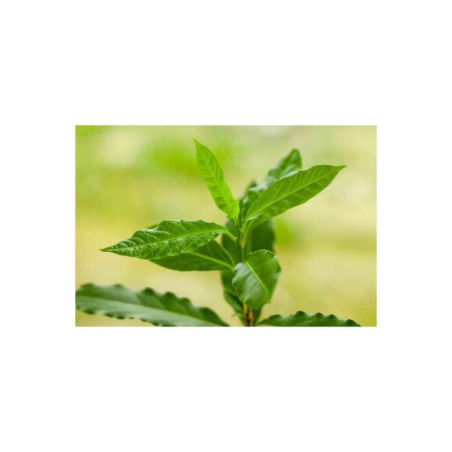 DEFNE YAPRAĞI 250 GR