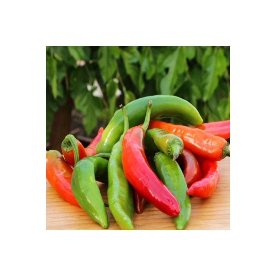 Samandağ Biberi Taze